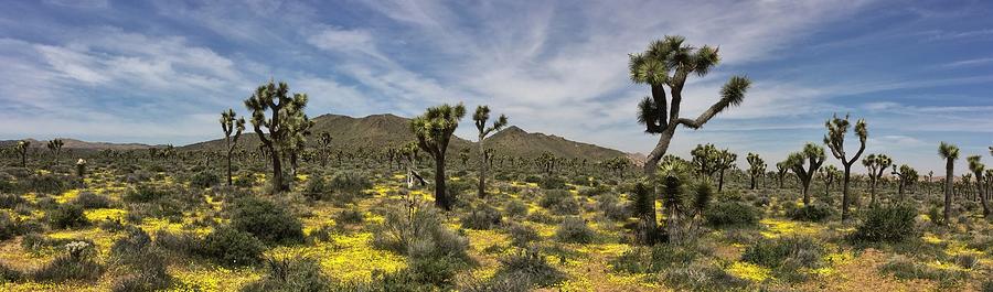 Mojave Desert in Spring Photograph by Brett Harvey