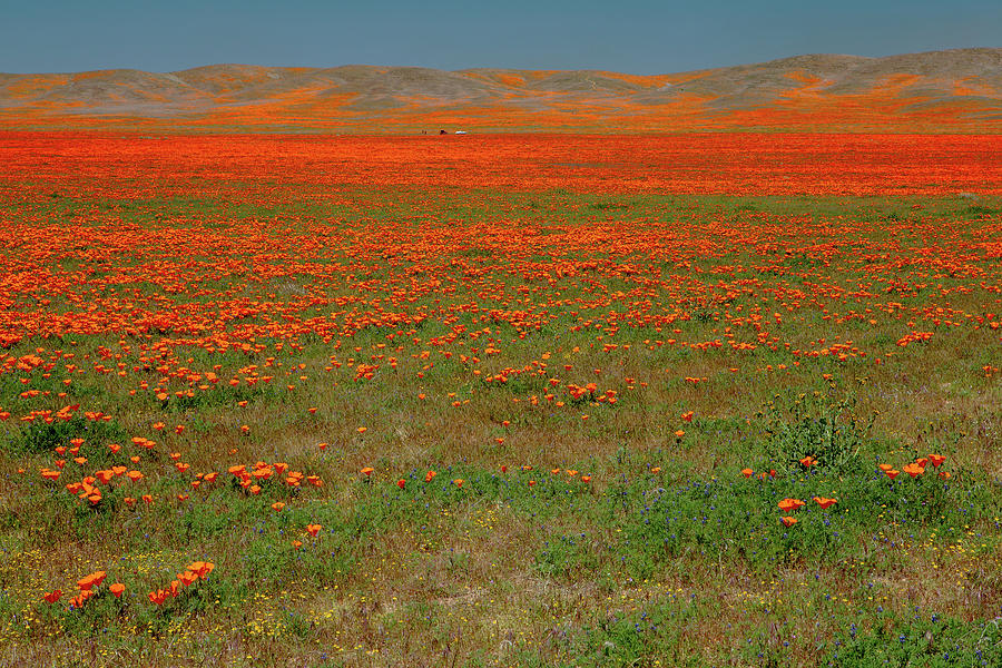 Mojave Desert Poppy Field Photograph by Ram Vasudev