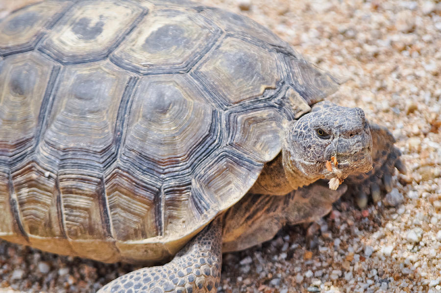 Mojave Desert Tortoise California Photograph by Kyle Hanson - Fine Art ...