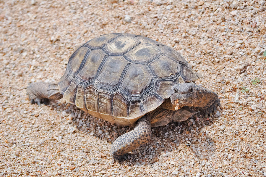 Mojave Desert Tortoise Photograph by Kyle Hanson - Fine Art America