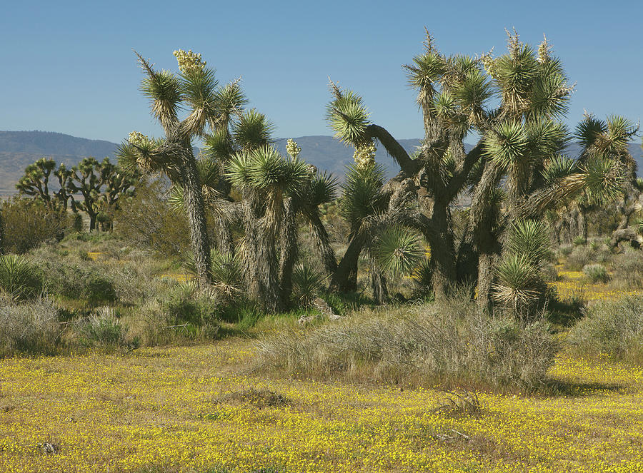 Mojave Desert Wildflowers and Joshua Trees Photograph by Ram Vasudev
