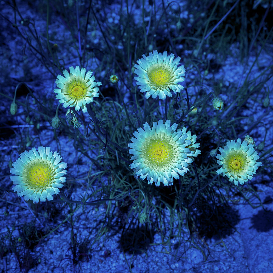 Mojave Flowers Photograph by Matt Deifer