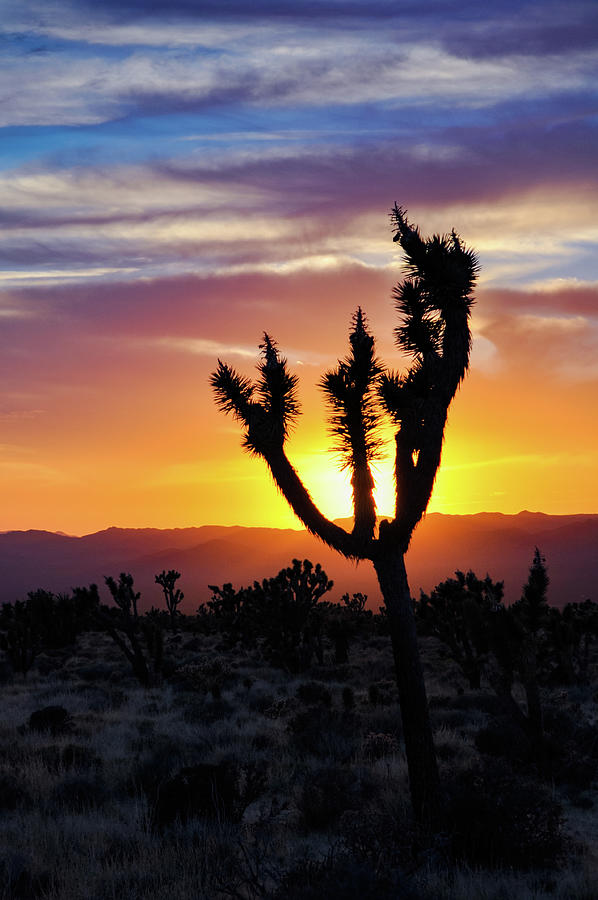 Mojave Joshua Tree Sunset Portrait Photograph by Kyle Hanson