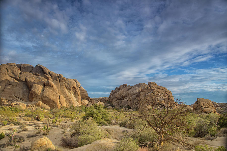 Mojave wilderness Photograph by Kunal Mehra