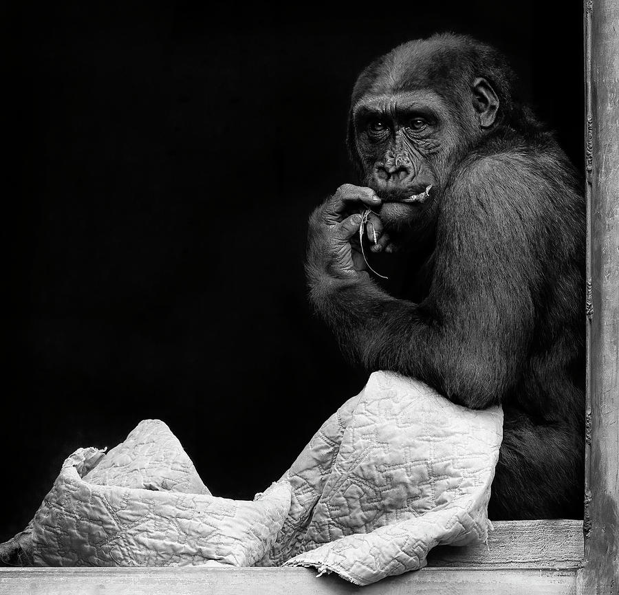 Moke in Thought Photograph by Art Cole