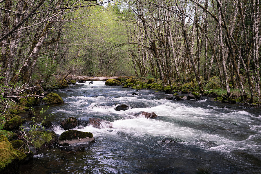 Molalla River Photograph by Steven Clark