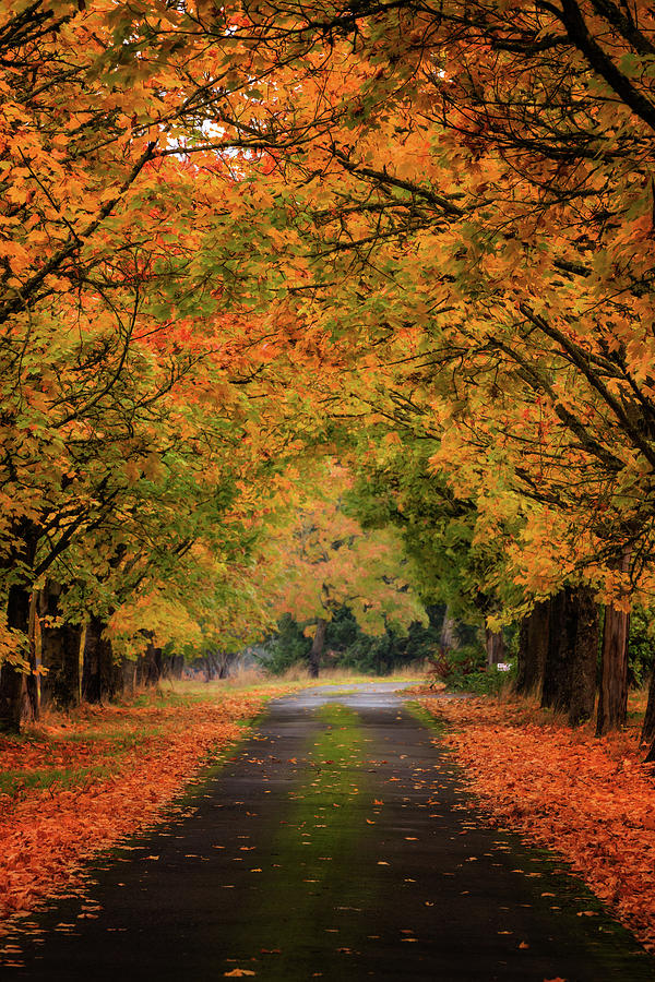 Fall Photograph - Molalla Tree Tunnel by Wes and Dotty Weber