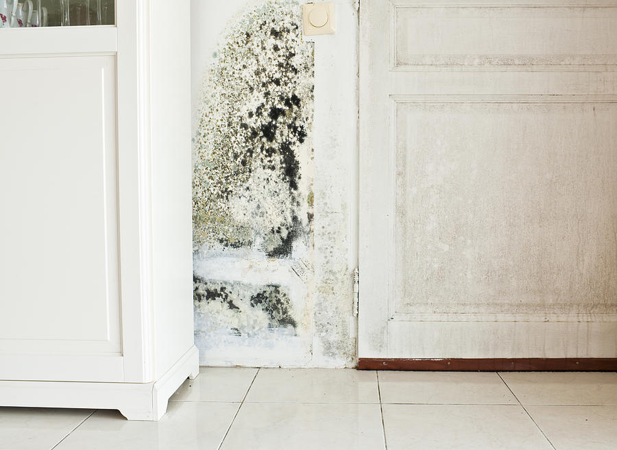 Mold Growth on Wall and Damp Stained Wood Door Photograph by Ekspansio