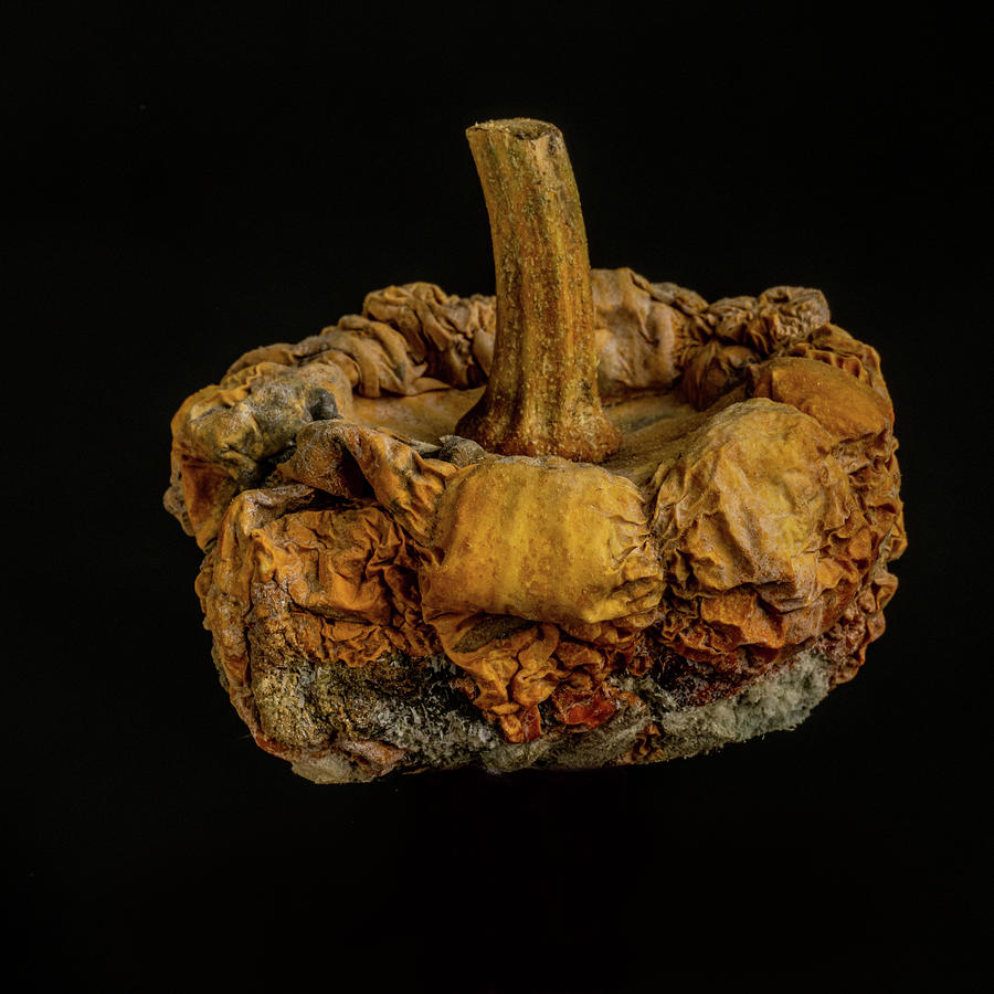 Moldy Gourd Photograph by Paul Freidlund