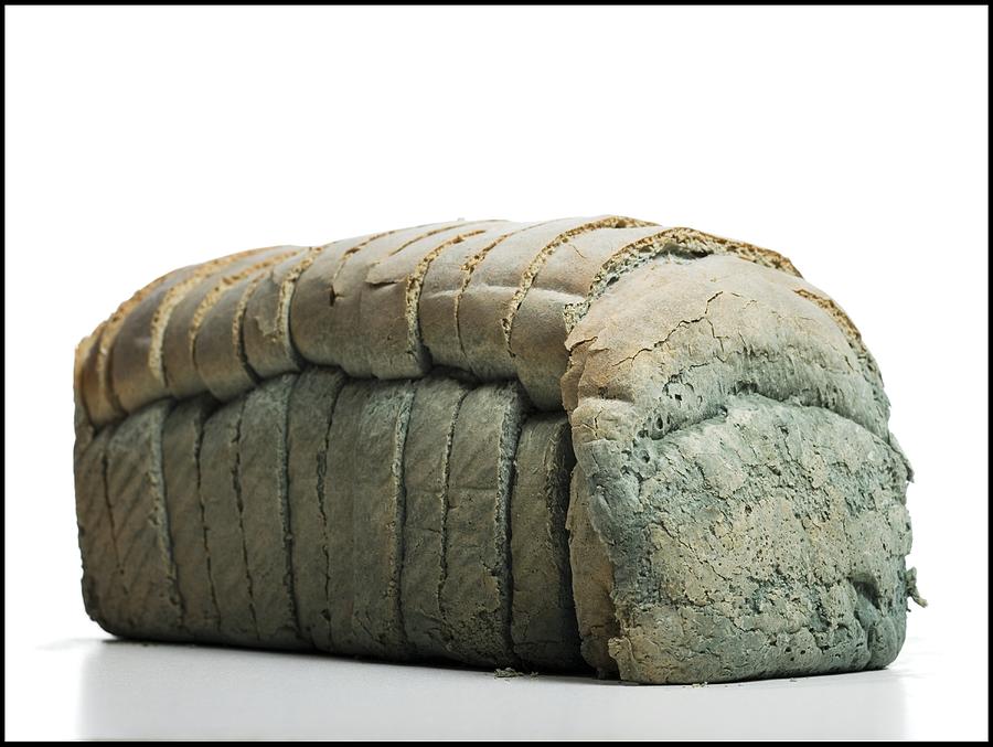 Moldy loaf of sliced bread Photograph by Rubberball/Mike Kemp