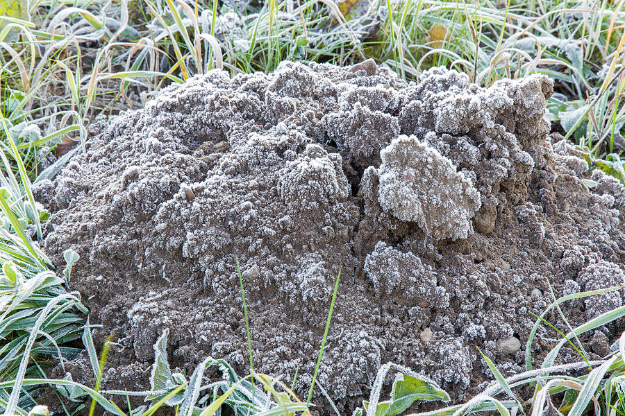 Mole animals excavated ground in the morning frozen by hoarfrost. Photograph by FotoDuets
