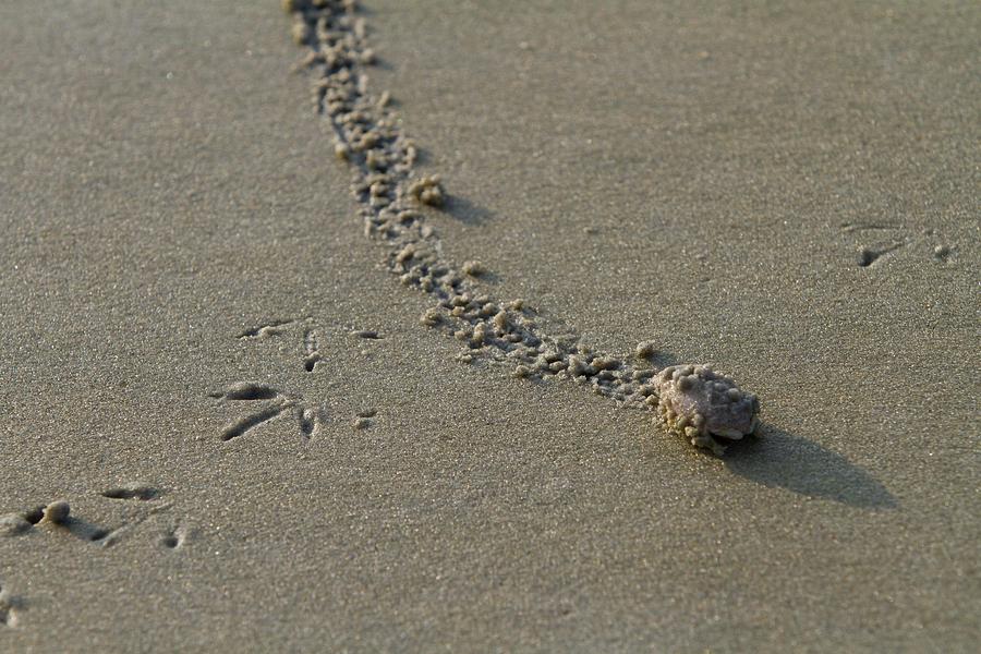 Mole Crab on the Move Photograph by Liza Eckardt