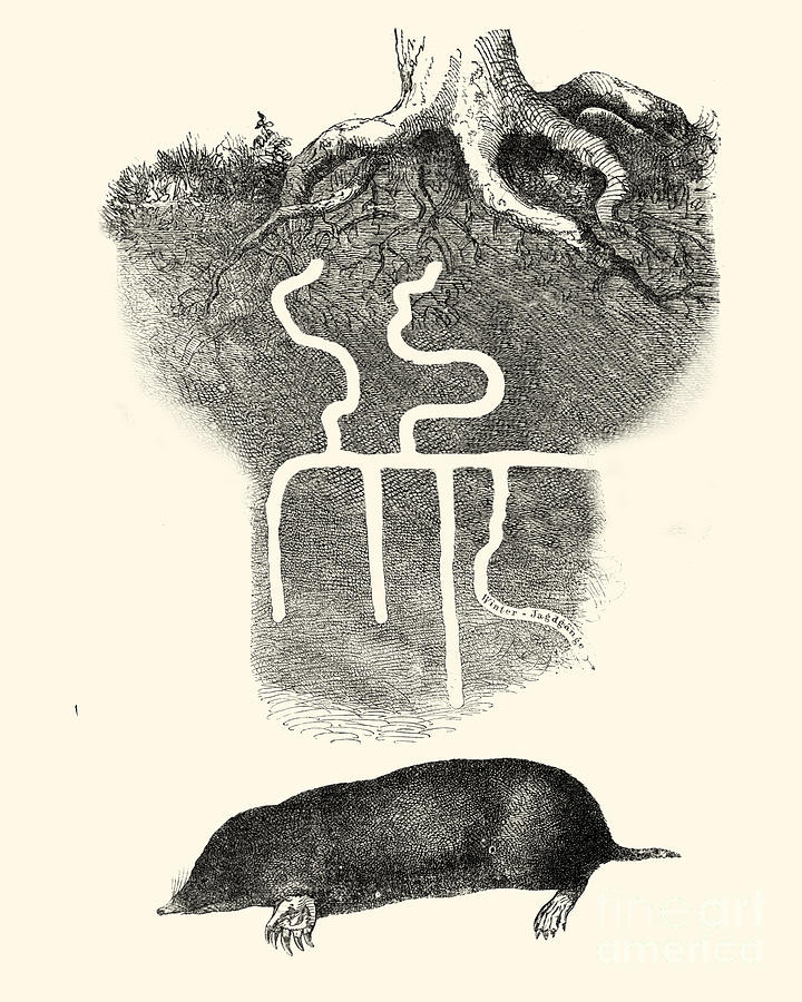 Animal Digital Art - Mole  by Madame Memento