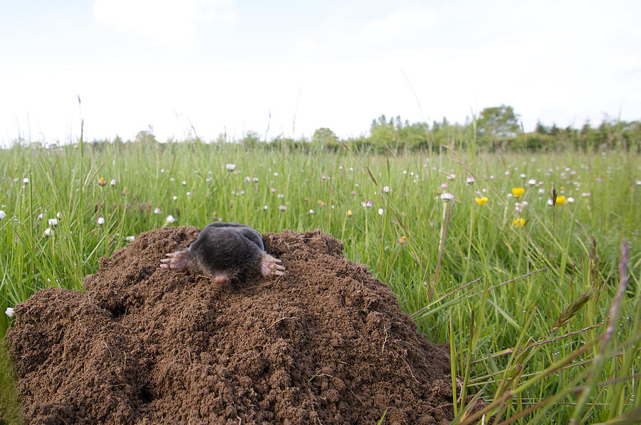 Mole on his molehill Photograph by Christian JACQUET