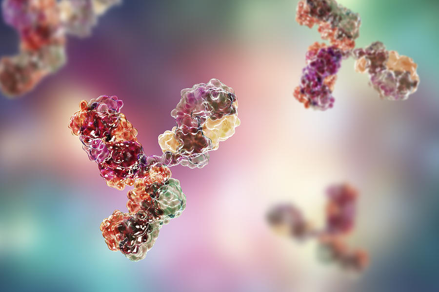 Molecular model of immunoglobulin Photograph by Dr_Microbe