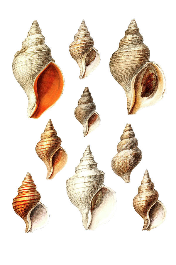 Fish Drawing - Molluscs of the Northern Seas by Mango Art