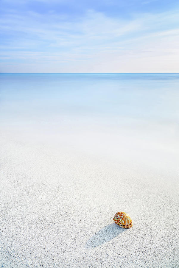 Mollusk Shell in a white beach Photograph by Stefano Orazzini