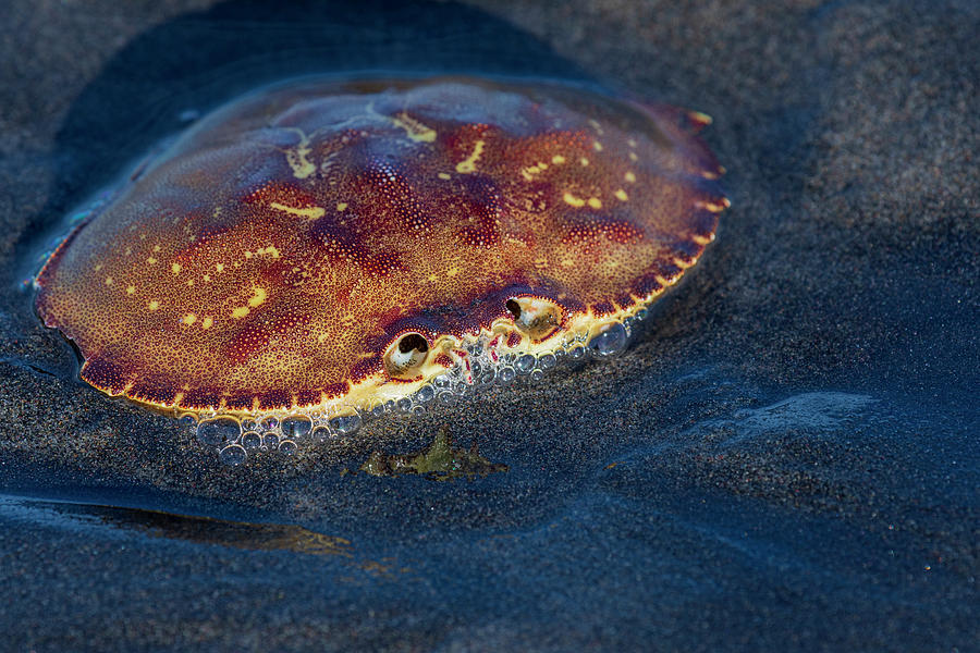 Molted Crab Shell on Beach Photograph by Robert Potts