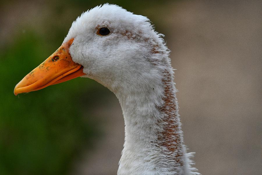 Molting Duck Photograph by Evan Foster