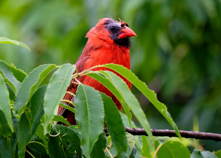 Molting Photograph by Matthew Toth - Fine Art America