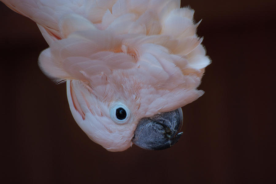 Moluccan Cockatoo Photograph by Carolyn Hutchins
