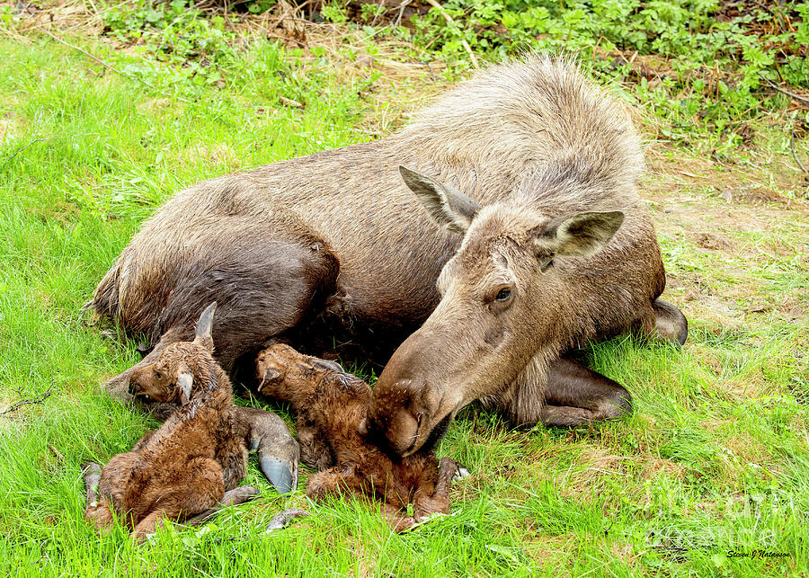 Mom and Babies Photograph by Steven Natanson