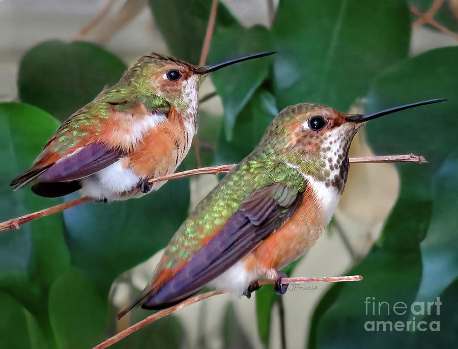 Huntington Beach Photograph - Mom and Baby-Allens Hummers by Jennie Breeze