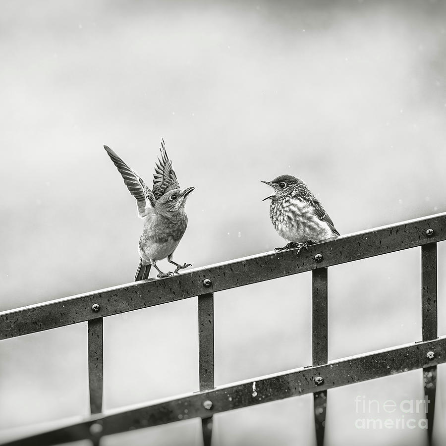 Mom and Baby Bluebird - BW square Photograph by Scott Pellegrin
