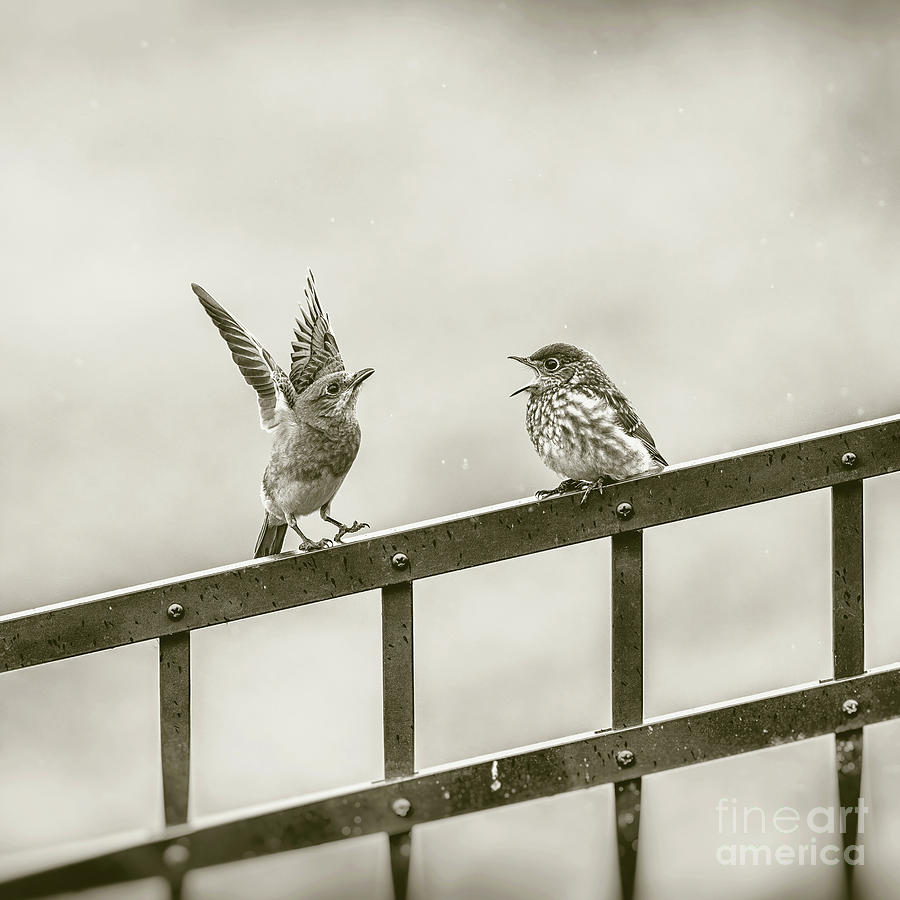Mom and Baby Bluebird - sepia square Photograph by Scott Pellegrin