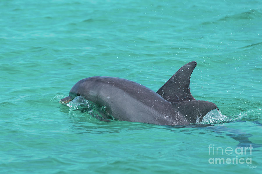Mom and Baby Bottlenose Dolphins Photograph by Jennifer White