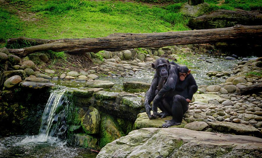 Mom and Baby Chimpanzees Photograph by Waterdancer