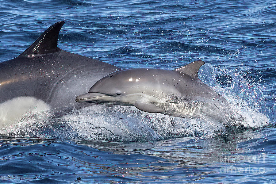 Mom and Baby Dolphin Photograph by Loriannah Hespe