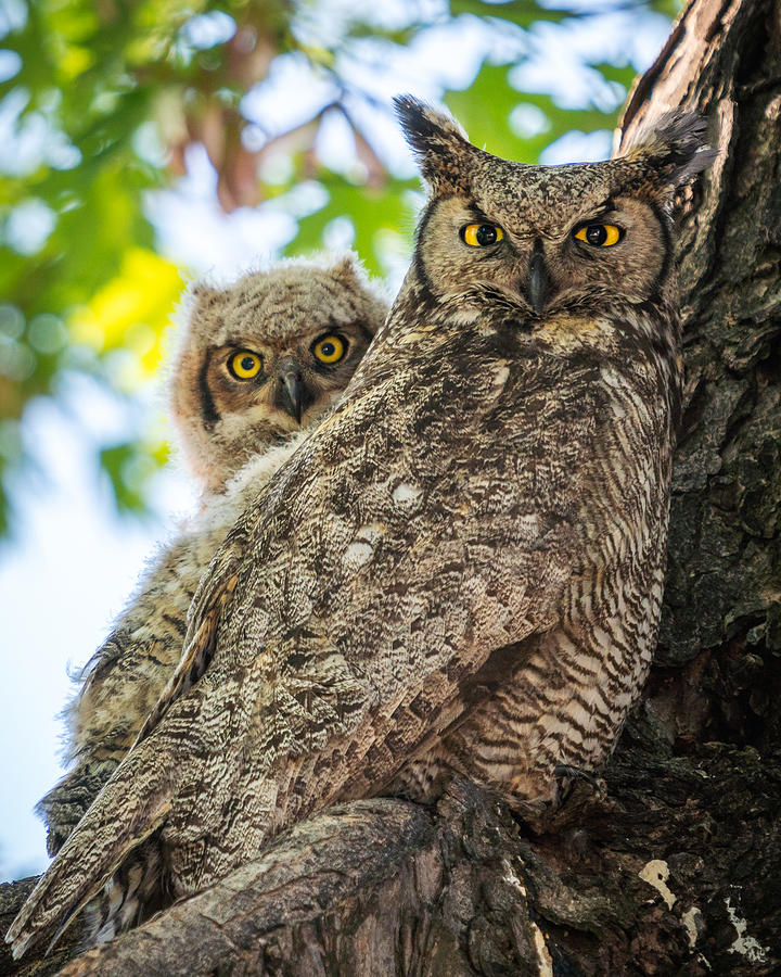 Mom and Baby Great Horned Owl Photograph by Stacie Cheney