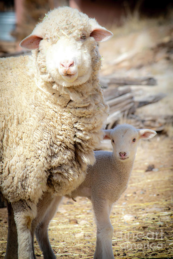 Mom and Baby Lamb Photograph by Elijah Rael