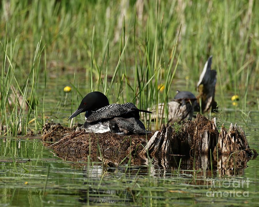 Mom and baby loon in the nest Photograph by Heather King