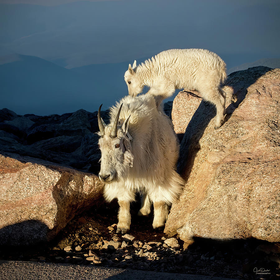Mom And Baby Mountain Goat Photograph