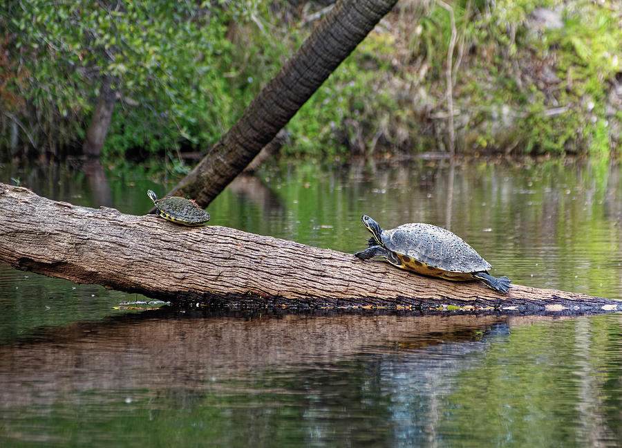 Mom and Baby Turtles Photograph by Sally Weigand | Fine Art America