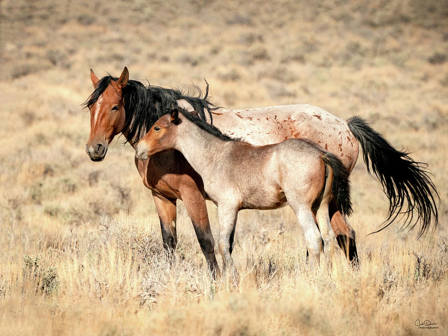 Mom And Baby Wild Mustang Photograph