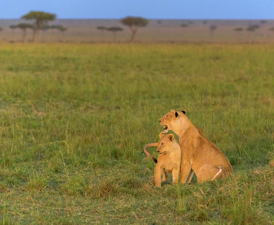 Mom and Cub in Golden Light Photograph by Laura Hedien