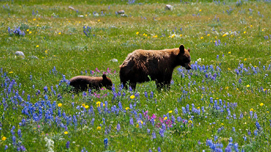 Mom and Cub in Meadow Photograph by Judy Cuddehe