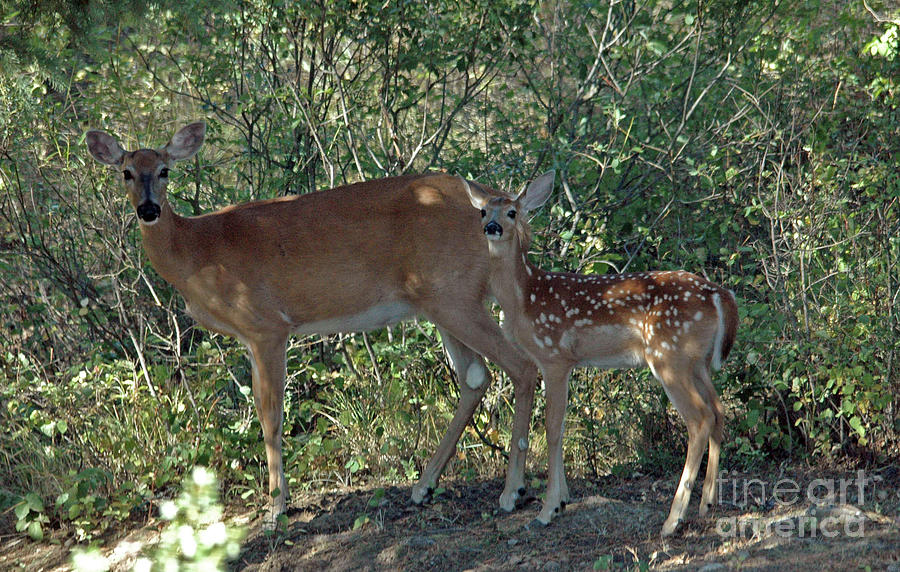 Mom and fawn Photograph by Cindy Murphy