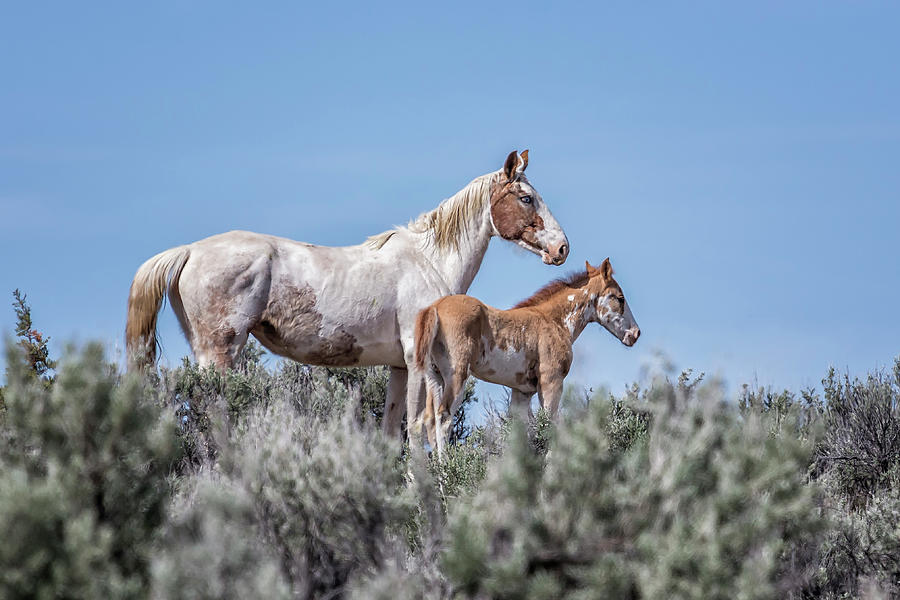 Mom and Foal on the Hill - South Steens Mustangs Photograph by Belinda Greb