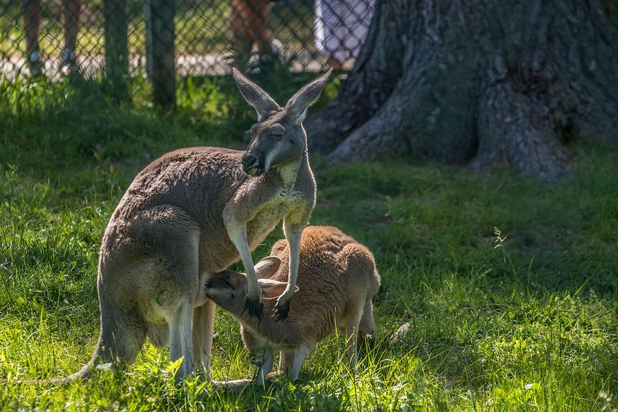 Mom And Joey Photograph by Robert Hayes - Fine Art America