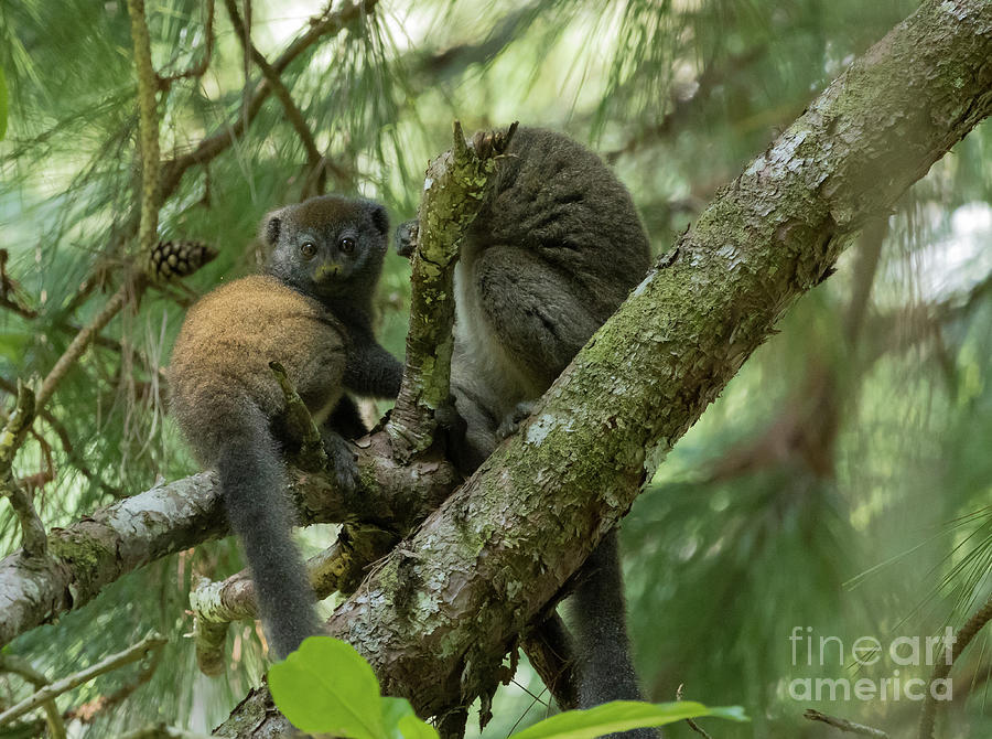 Wildlife Photograph - Mom and Kid by Eva Lechner