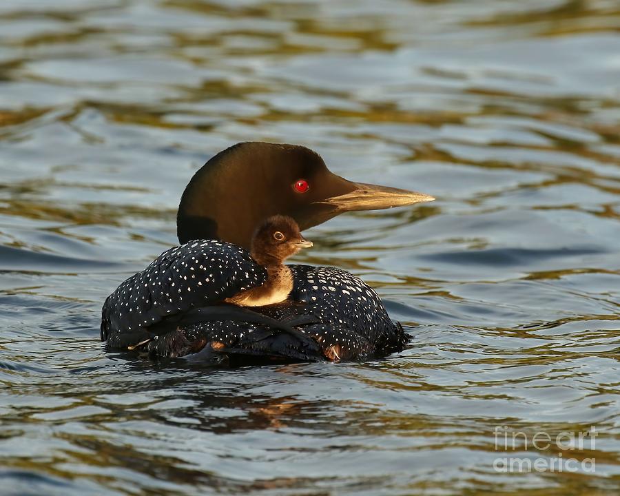 Mom and loon chick Photograph by Heather King