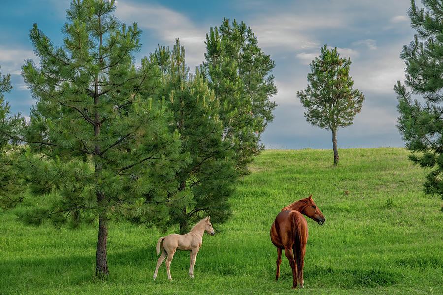 Mom and Me, Just Hanging Out in the Pasture Photograph by Marcy Wielfaert