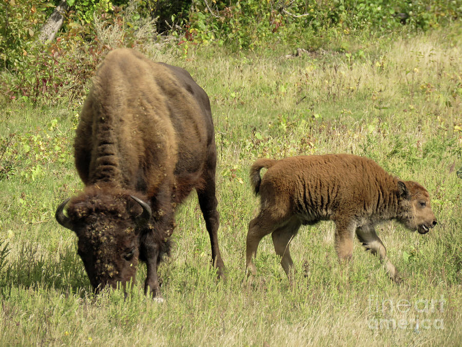 Bison Photograph - Mom and Son by Mary Mikawoz