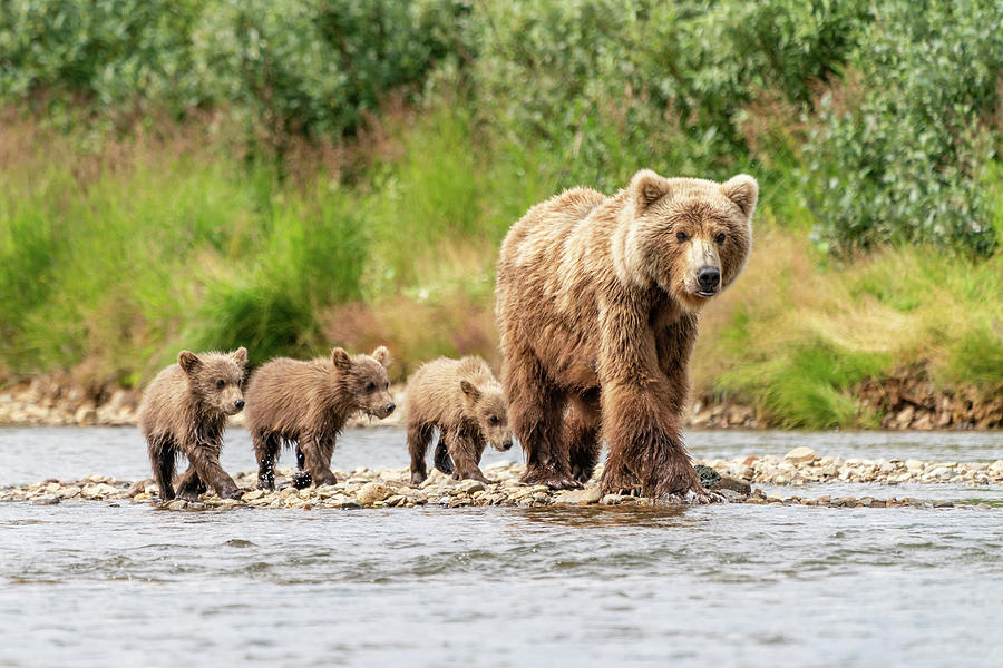 Mom and the Three Bears Photograph by Jim Miller
