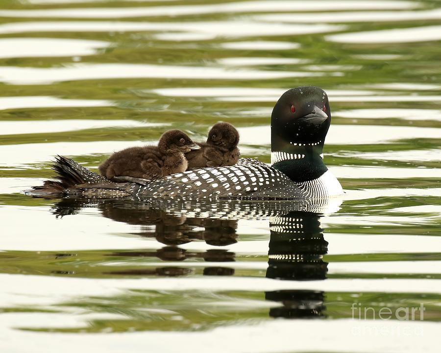 Mom and twin loon chicks Photograph by Heather King