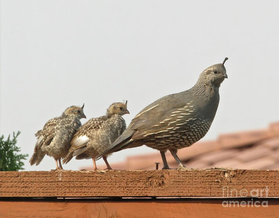 Mom and Two of her Baby Quail Photograph by Phyllis Kaltenbach